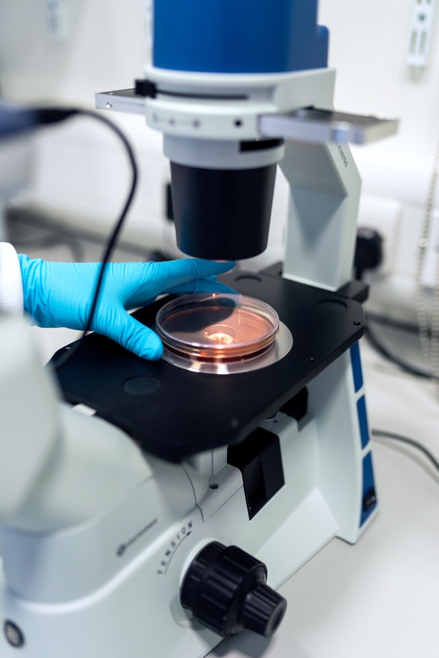 a scientist examining a petri dish under a microscope